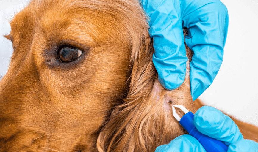 Flea Treatment